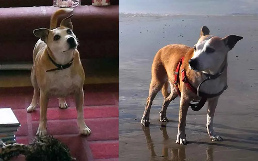At left: Willow (with rope toy) waits for commands from Toni; a photo from 2014. At right: a trip to the beach.