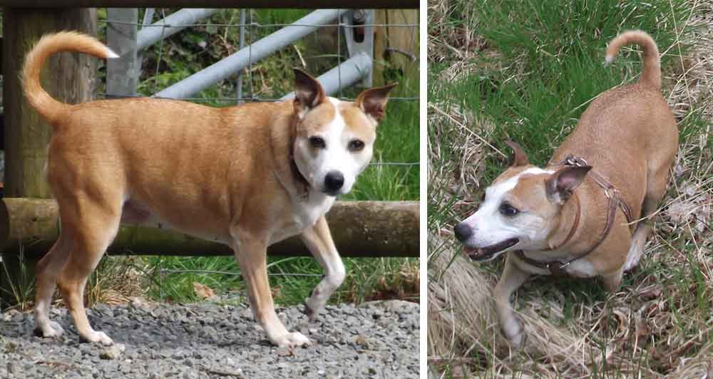 At left: on a 2014 holiday in the Brecon Beacons, Wales. At right: in the New Forest, 2013.