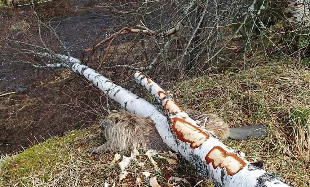 Unfortunate European beaver killed by a silver birch, one of several images online of beavers killed by trees. Image: Beate Strøm Jahansen, from here .