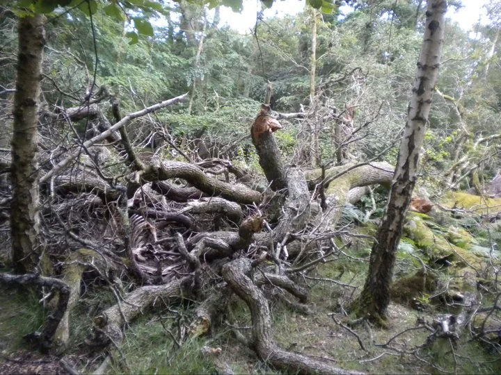 Look carefully — there’s the skeleton of a horse in there, seemingly killed by this falling tree. Image: (c) Lizzy Peat.