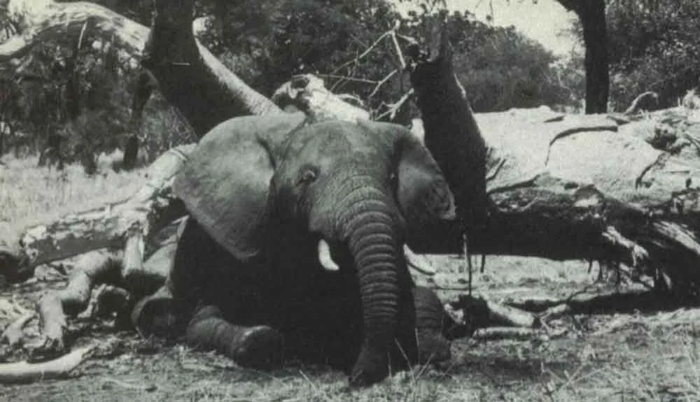 Elephants are sometimes killed by falling or toppled trees. This photo of a deceased bull is from Douglas-Hamilton & Douglas-Hamilton (1975) .