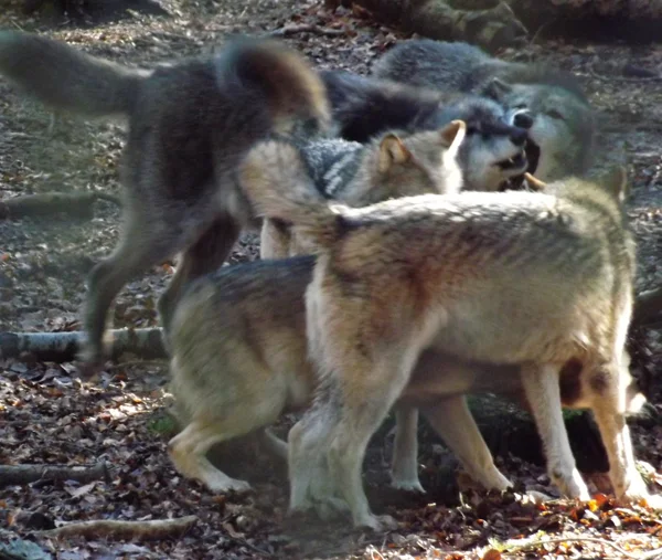 Check out all the interesting body language going on in this captive wolf pack. The especially dark animal near the middle is presumably an ‘alpha’. Image: Darren Naish.