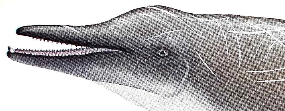 Close-up of Ritchie’s illustration of Shepherd’s beaked whale Tasmacetus shepherdi , one of my favourite living cetaceans. But it isn’t called Shepherd’s beaked whale in Watson (1981) . Instead, it’s the Tasman whale . Image: Tom Ritchie/ Watson 1981 .