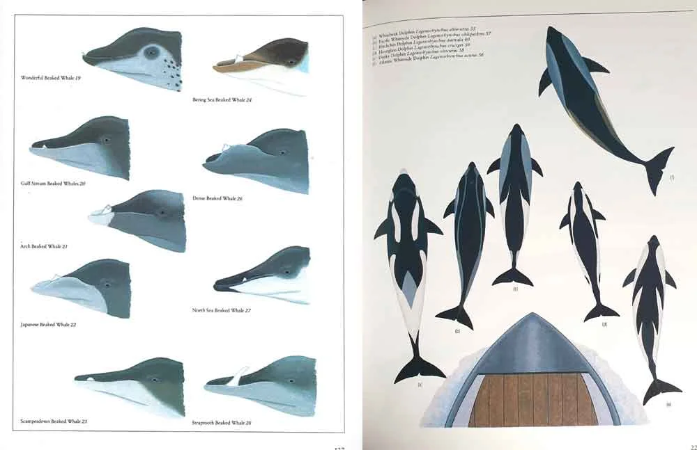 Watson’s Whales of the World includes various montage illustrations like this, which depict the field signs and characteristic markings of groups of species. The pictures look great. However, it has been argued that some of the details shown here are not wholly reliable (read on). Images: Tom Ritchie/ Watson 1981 .