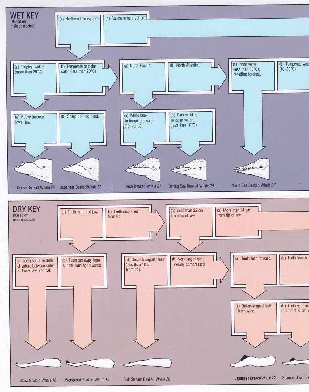 Watson (1981) includes both ‘wet keys’ (providing information on the life appearance of cetaceans, and intended to be used in the field) and ‘dry keys’ (providing information on skeletal material meant to be used to identify stranded animals or carcasses). Image: Watson 1981 .