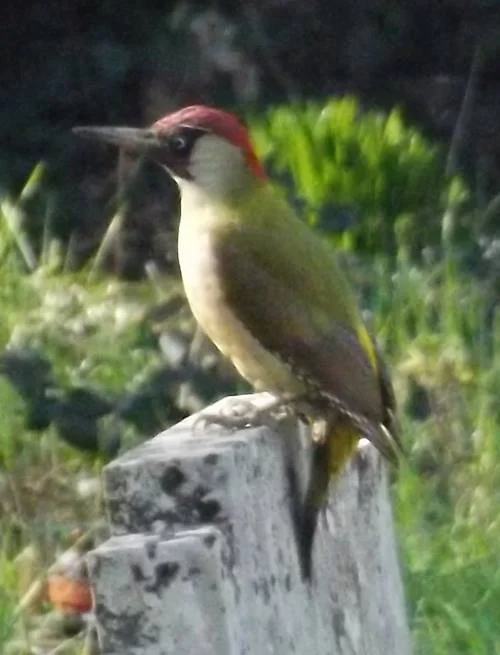 This is one of the two woodpecker species I see on a regular basis: Green woodpecker Picus viridis (this photo from March 2016). All my photos are bad. Image: Darren Naish.