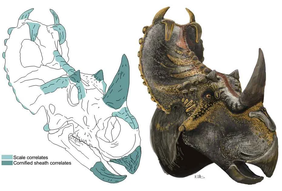 Extensive sections of Witton (2018) discuss osteological correlates for external texture and other features. In some cases - like ceratopsian dinosaurs - there are many such correlates. Image: (c) Mark Witton/ Witton (2018) .