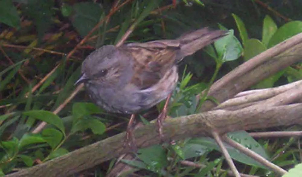 Dunnocks are often seen in undergrowth, and thus in poor light. This photo (from 2006) shows one of the birds that used to live in my garden. Image: Darren Naish.