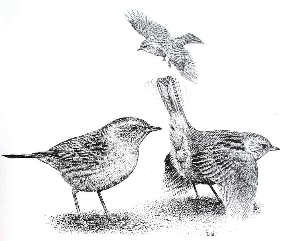 David Quinn’s excellent illustration, showing the female’s precopulatory display. Image: (c) David Quinn. This drawing has appeared in Davies (1992) and Birkhead et al . (2014) .
