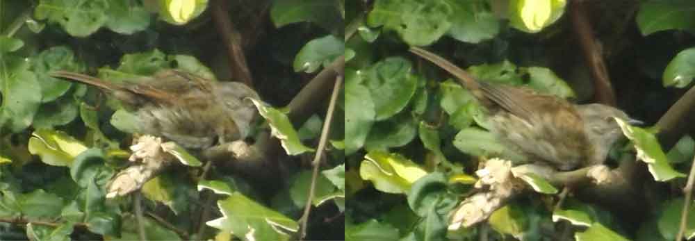 I’ve seen a Dunnock do something that looked like soliciting on one occasion and have a bunch of poor photos of it, here are two of them. Image: Darren Naish.