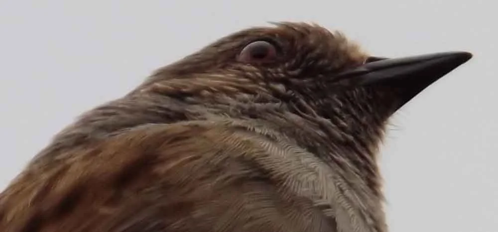 The face a of a Dunnock. There are some similarities here with wagtails and pipits, and with sparrows and finches and their kin. Image: Darren Naish.