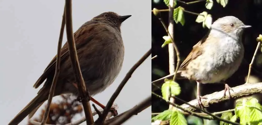 Dunnocks encountered in the UK. The most striking plumage feature of this bird - the prominent streaking on its mantle and flanks - is not obvious in all views. Image: Darren Naish.
