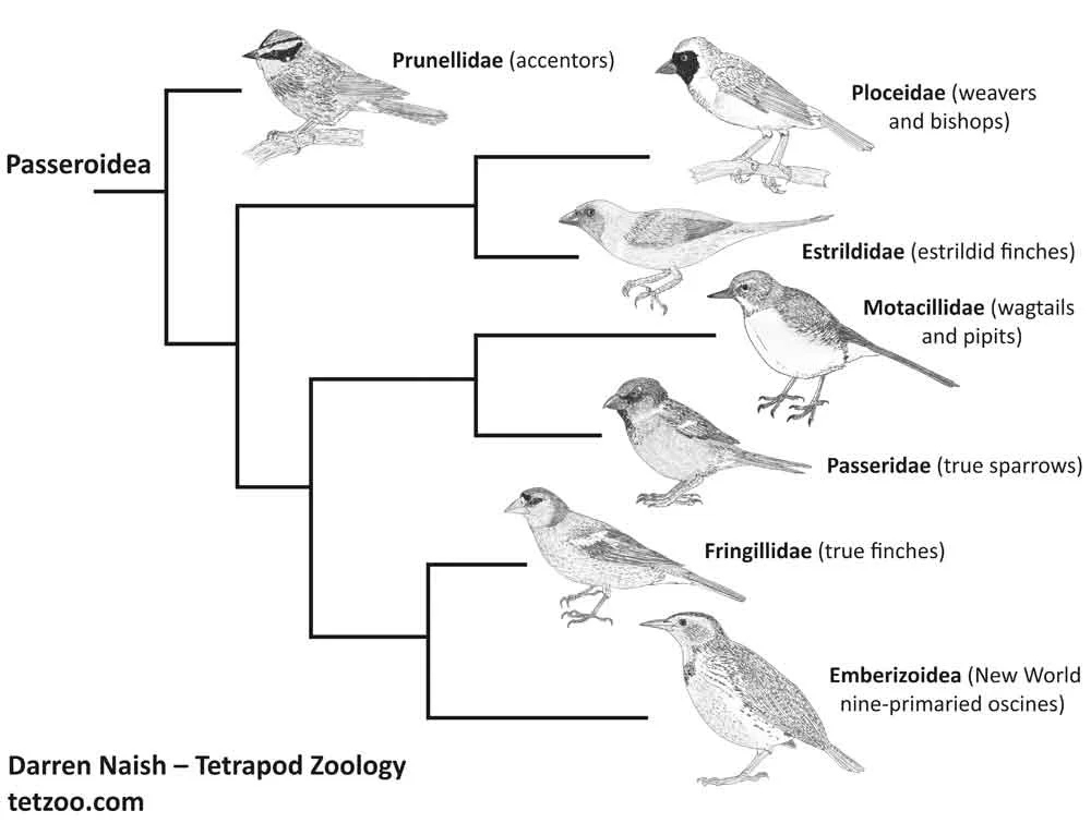 Substantially simplified cladogram of passeroid passerines, showing some of the main lineages. Accentors are close to true sparrows, wagtails and pipits and kin but are part of a paraphyletic assemblage of mostly thin-billed lineages (based on the phylogeny of Selvatti et al . (2015)). This cladogram uses images produced for my STILL in-prep textbook on the vertebrate fossil record, on which go here . Image: Darren Naish.