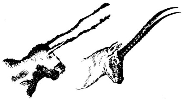 Björn Kurtén’s  Pleistocene Mammals of Europe    features this composite, showing the ‘unicorn’ next to a Chiru, the idea being that they look quite similar. But I think the picture is a bit of a cheat since Chiru horns point upwards and backwards, not forwards. Image:   Kurtén (1968)  .