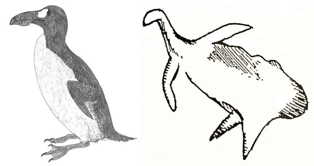 Is the Cosquer Cave animal really a depiction of a Great auk? Hmm, maybe… but the similarity isn’t actually convincing. Images: auk by Darren Naish; Cosquer Cave animal from Mysterious Universe ( here ).