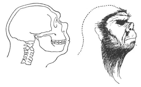 Heuvelmans and a few other authors argued that Neanderthals were bestial creatures with an enlarged upturned nose. I covered this whole take on Neanderthals in my review of Heuvelmans (2016) , here . Image: Heuvelmans 2016 .