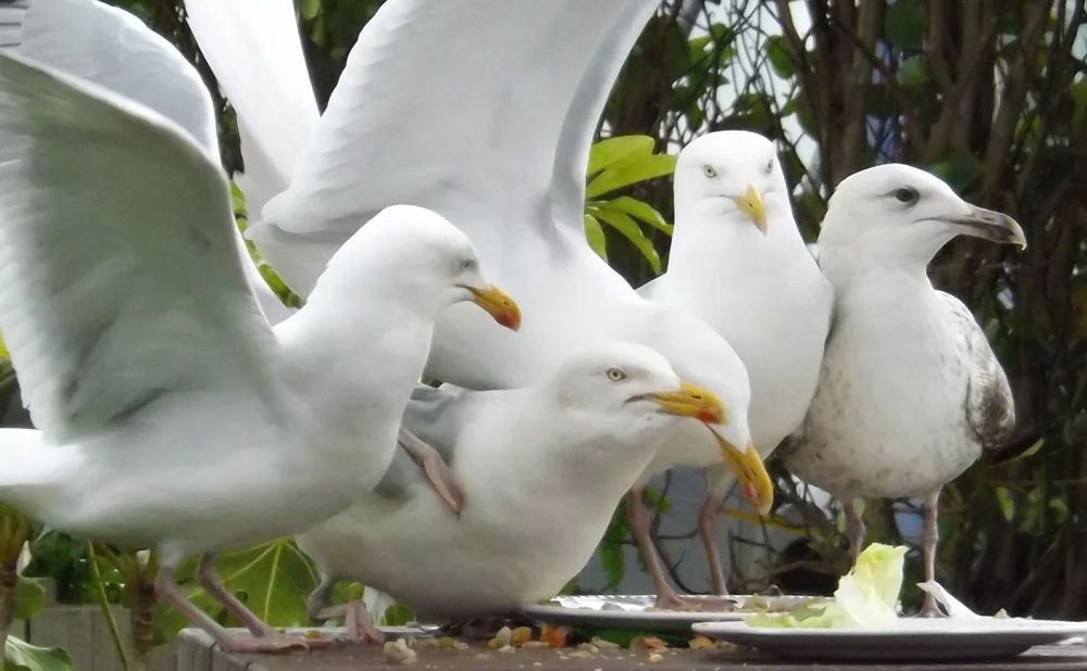 Herring gulls consume leftovers at a restaurant in Tintagel, Cornwall. Image: Darren Naish.