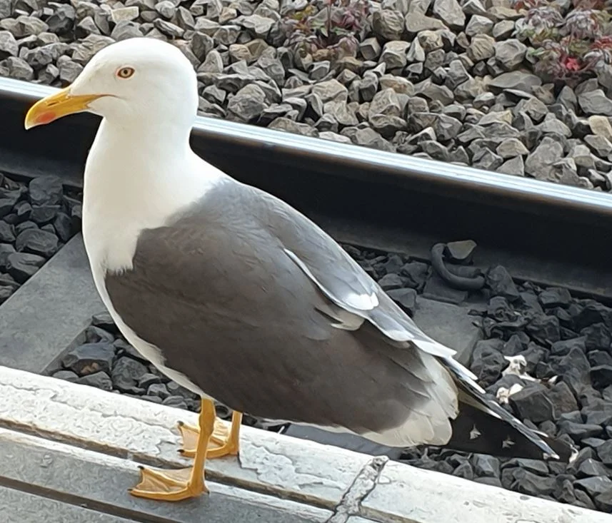 A fine Lesser black-backed gull at a train station. Note the yellow legs, the small extent of the white spotting on the black tips to the primaries, and fairly dark mantle. Image: Darren Naish.
