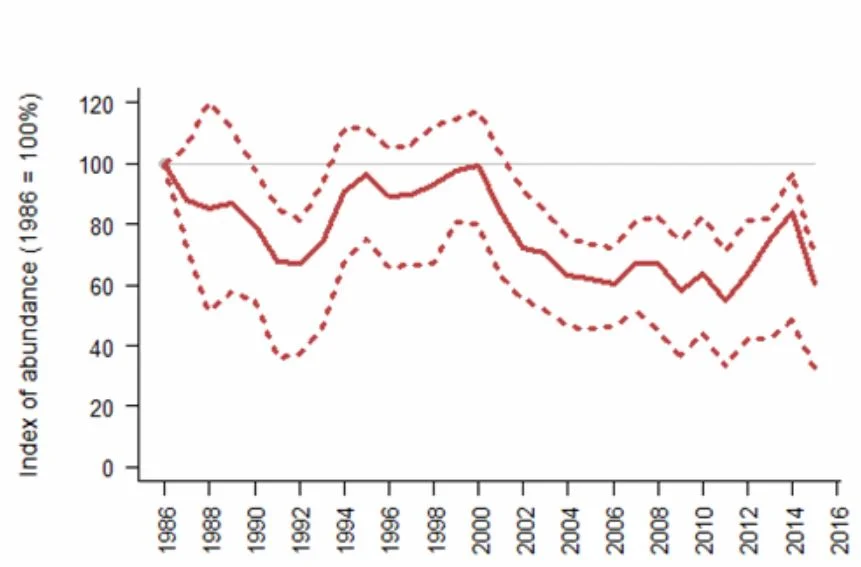 There’s some degree of uncertainty as goes how reliable urban Herring gull counts are, but the overall trend over recent decades is certainly one of overall population decline. This graph is from the Joint Nature Conservation Committee Herring gull page. The dotted lines show 95% confidence limits. Image: JNCC (original   here  ).
