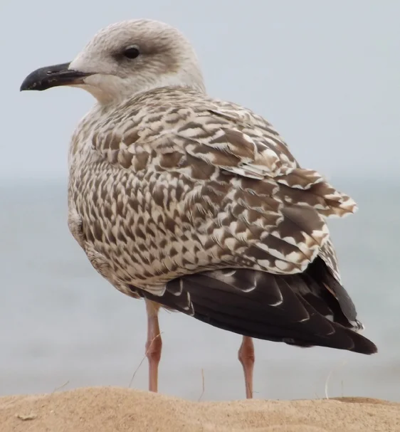 White-headed gulls are slow to mature and have different plumage phases depending on age. It’s therefore typical to see birds of several different year stages at any one place where gulls hang out. This 1st winter Herring gull was photographed at Orton, Devon. Image: Darren Naish.