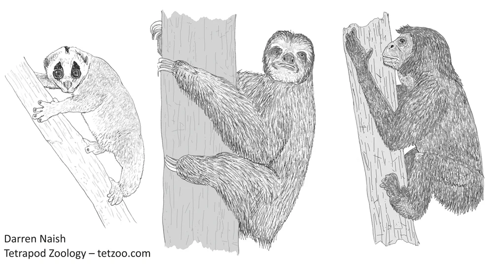 Slow loris, sloth and hypothetical pre-hominid, three ‘cautious climbers’ illustrated in the cautious climber article of March 2019 . Image: Darren Naish.