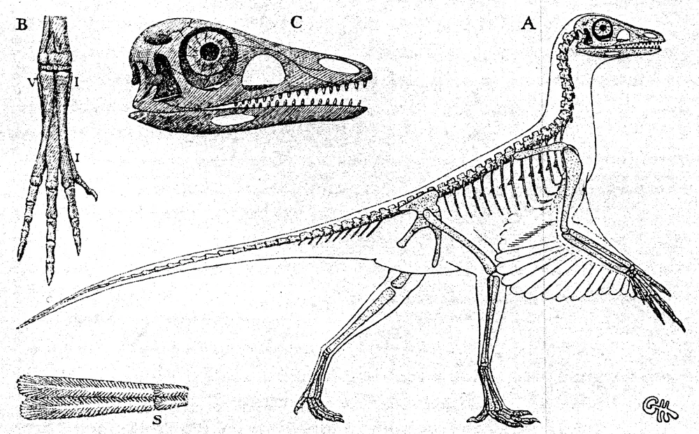 Gerhard Heilmann’s take on the appearance of ‘Proavis’ - a hypothetical bird ancestor - as illustrated in his Danish book of 1916. For more see the article on Heilmann and his Proavis from January 2019 . Image: Heilmann (1916).