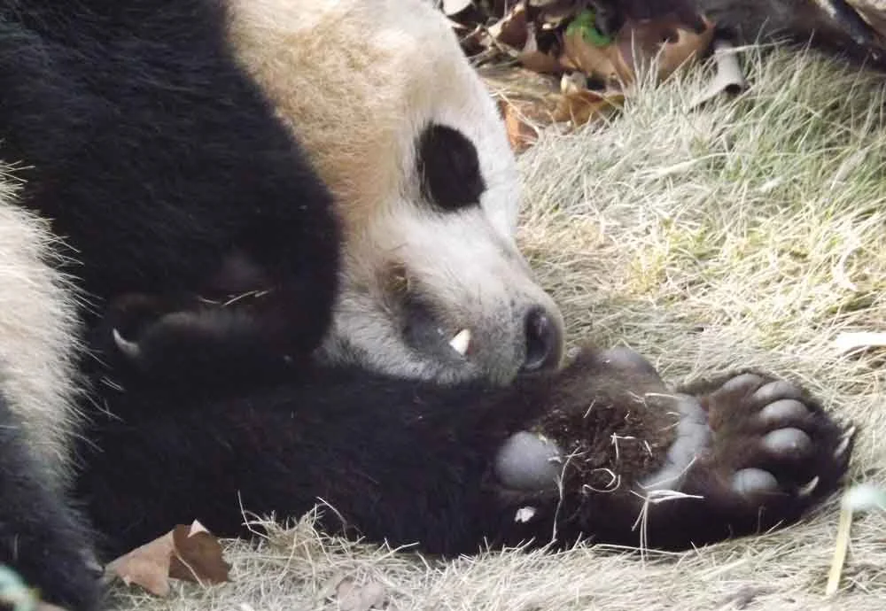 Sleep well, little, err, giant panda. From Chengdu Panda Base. Image: Darren Naish.