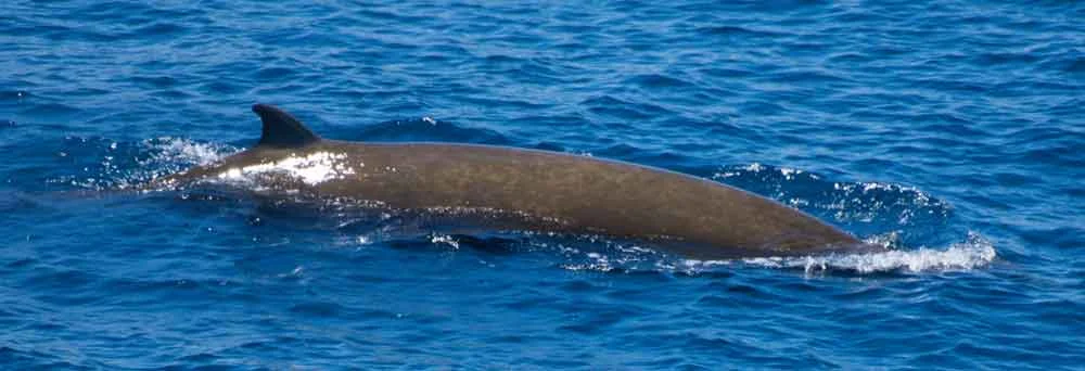 Cuvier’s beaked whale, seen relatively close to the ship. Image: Alex Srdic.