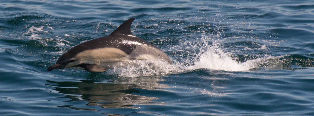 Here’s the whole-body view of the common dolphin shown in detail above. This individual only has one stripe extending from the beak to the flipper, with a large pale area separating the eye and flipper. Different configurations are present in different populations. Image: Alex Srdic.