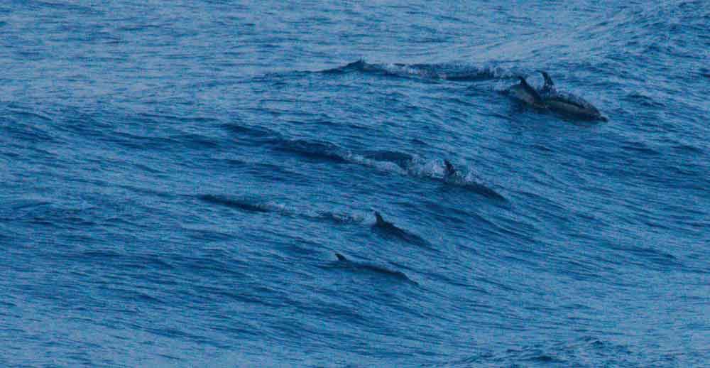 As the light begins to fade during the later part of the day, a group of Short-beaked common dolphin carve through a surging wave. Note the calf close to the adult at upper right. Image: Alex Srdic.