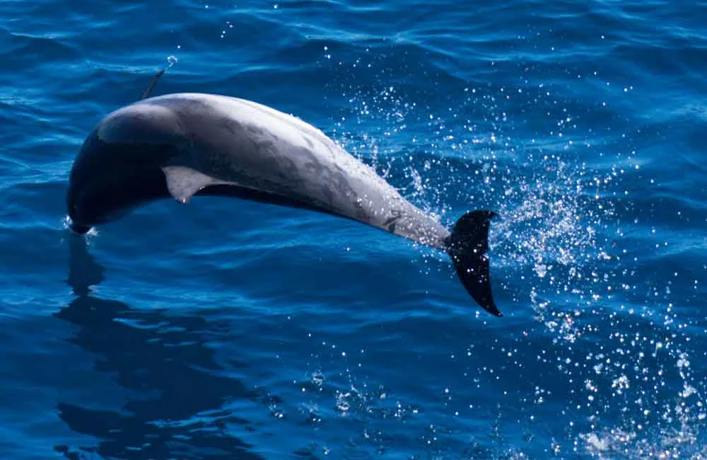 A dynamic leap by a Striped dolphin. Dolphins of some species appear to be attracted to ships and even to deliberately show off when they get close to them. Image: Alex Srdic.