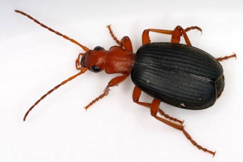 Some creationist authors have argued that certain dinosaurs could have functioned just like the living bombadier beetles AND SPEWED FIRE!!!!1! One minor issue: bombadier beetles don’t spew fire, they eject hot liquid. Image: Patrick Coin, CC BY-SA 2.5 ( original here ).