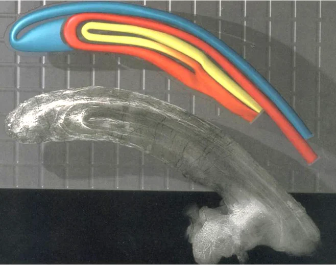 It’s well known that the crests of lambeosaurine hadrosaurs were hollow, and contained connected internal tubes and chambers. Were these used in the production of fire? No. Image: Sullivan & Williamson (1999).