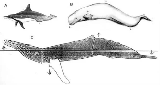 S-shaped postures, depicted (sometimes schematically) in cetaceans of very different sizes and proportions, from Horback  et al . (2010). (A) Spinner dolphin, (B) Beluga, (C) Humpback whale. Evolve dorsal and ventral convexities on the body and tailstock, and you can exaggerate the intensity of this signal. Image: Horback  et al . (2010).