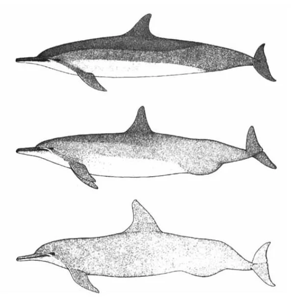 Adult males differ in appearance across spinner populations, and it seems that the most ‘extreme’ males are those from the most polygynous populations. This diagram (from Perrin &amp; Mesnick 2003) shows - from top to bottom - male Hawaiian, Eastern and ‘whitebelly’ spinners. Image: Perrin &amp; Mesnick (2003).