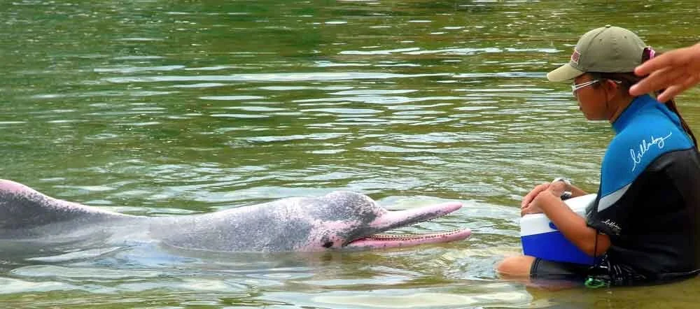 Humpback dolphins are not especially well known, and even less well known is that they’re kept in captivity in a few places and have been trained to do tricks. This individual was photographed in captivity in Singapore. Image: Tolomea , CC BY 2.0, wikipedia ( original here ).