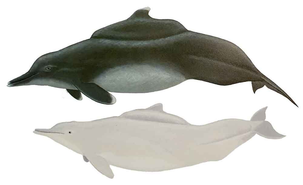 Comparatively few people know that there are dolphins with humps, but check it out. These are Tom Ritchie’s illustrations of Sousa dolphins, representing adult males identified by Watson (1981) as S. chinensis (above) and S. teuszii (below). Images: Watson 1981 .