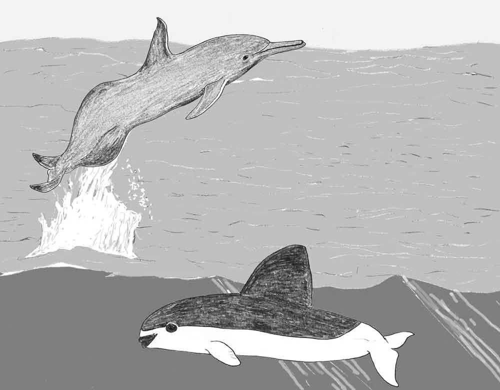 I’m going to build a montage of the extreme cetaceans discussed in this series. This image will become more cluttered over time. Image: Darren Naish.