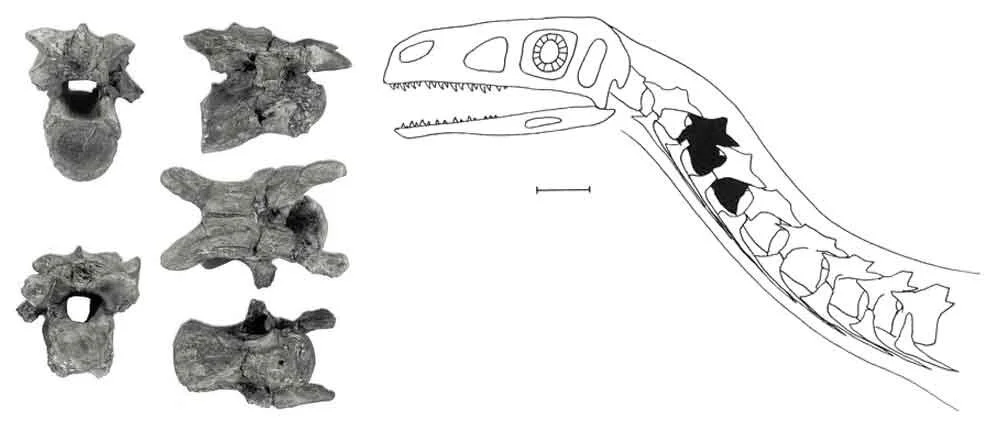 Theropod Dinosaurs of the English Wealden, Some Questions (Part 1 ...