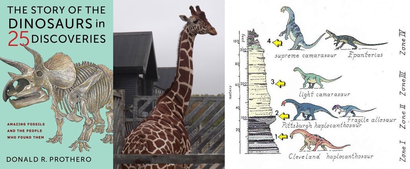 Darren Naish on X: A common criticism from those who know something of the  sauropod fossil record (myself included) is that the mokele-mbembe isn't  consistent with what we know of sauropods today.