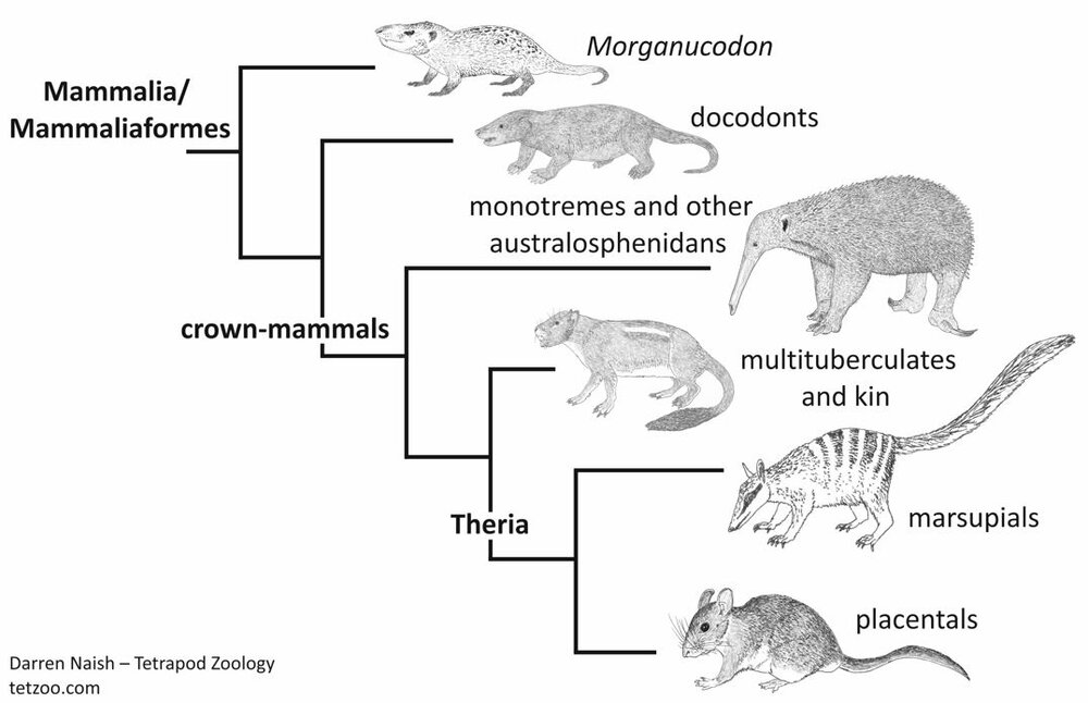Did Mesozoic Mammals Give Birth to Live Babies or Did They Lay Eggs? —  Tetrapod Zoology