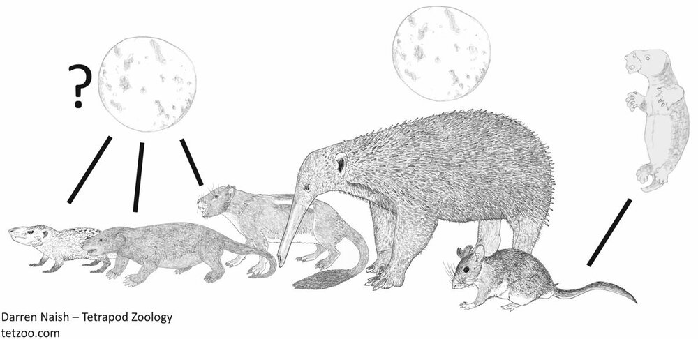 Did Mesozoic Mammals Give Birth to Live Babies or Did They Lay Eggs? —  Tetrapod Zoology