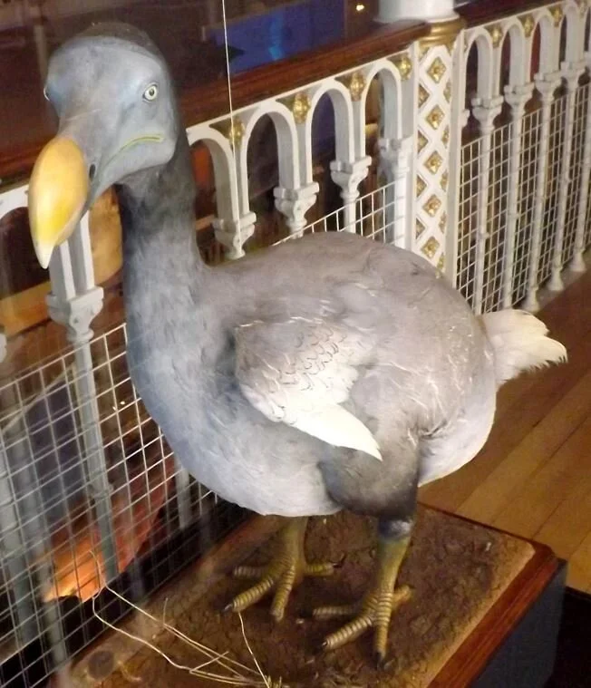 The Dodo in Life — Tetrapod Zoology