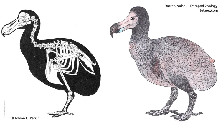 The Dodo in Life — Tetrapod Zoology