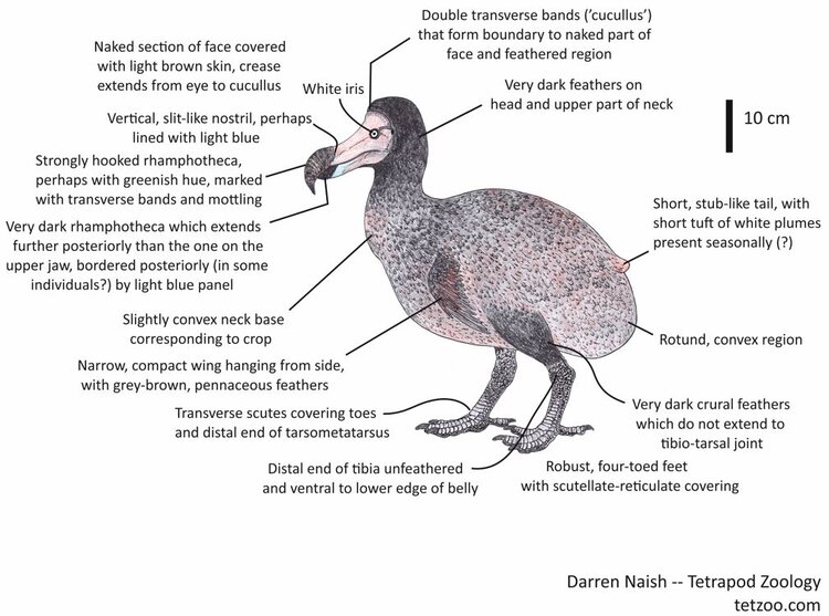 Dodo-in-Life-July-2020-Darren-Naish-Dodo-Appearance-Cheat-Sheet-reduced-1009px-131kb-July-2020-Darren-Naish-Tetrapod-Zoology.JPG?format=750w