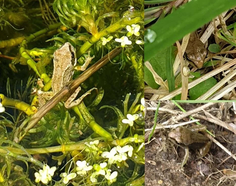 A Love Letter to the Common Frog — Tetrapod Zoology
