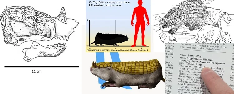 Predation and Corpse-Eating in Armadillos — Tetrapod Zoology