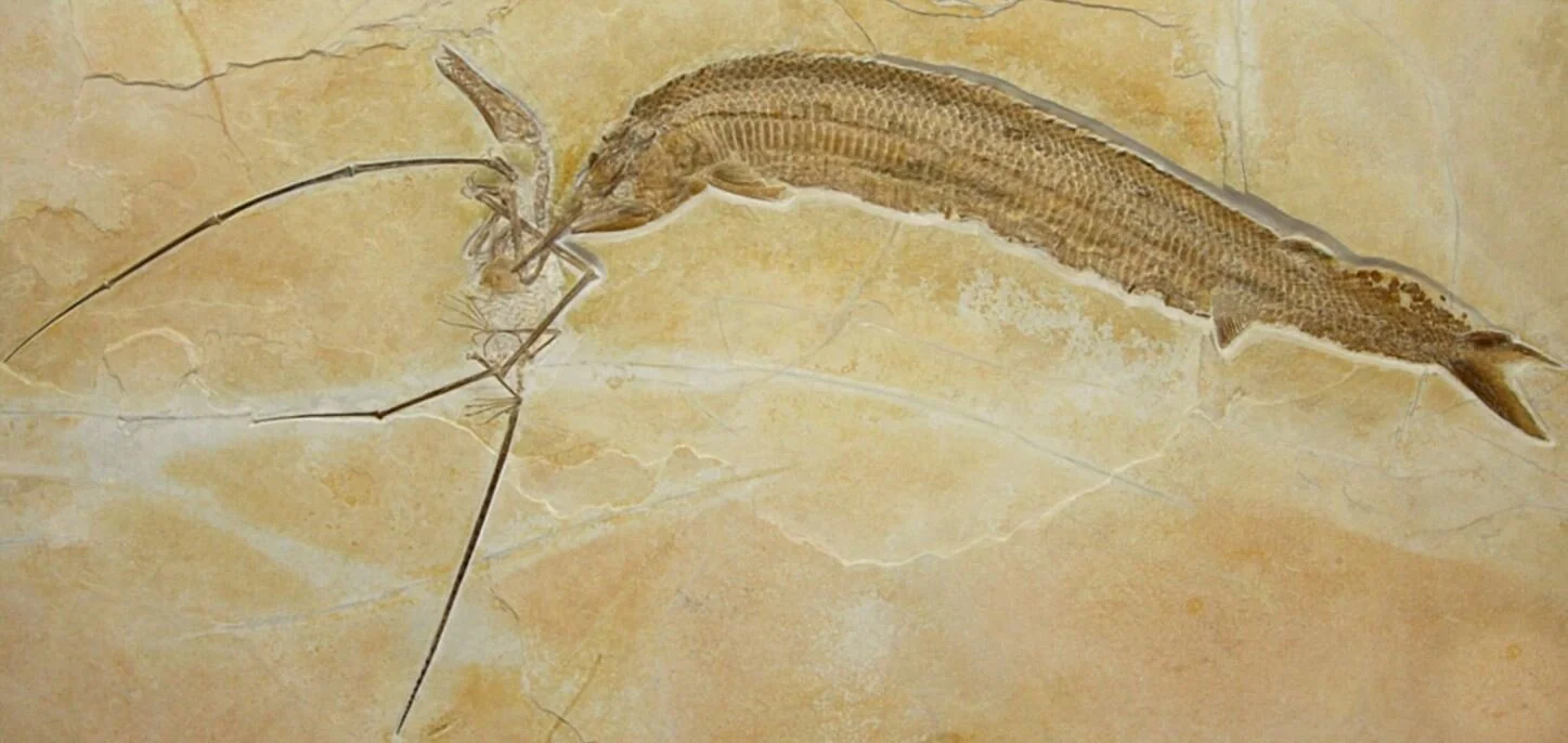 New Perspectives on Pterosaur Palaeobiology, the TetZoo Review ...