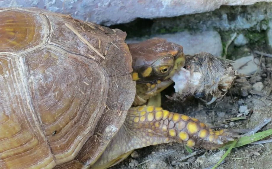 Tortoises as Consumers of Carrion ??? Tetrapod Zoology