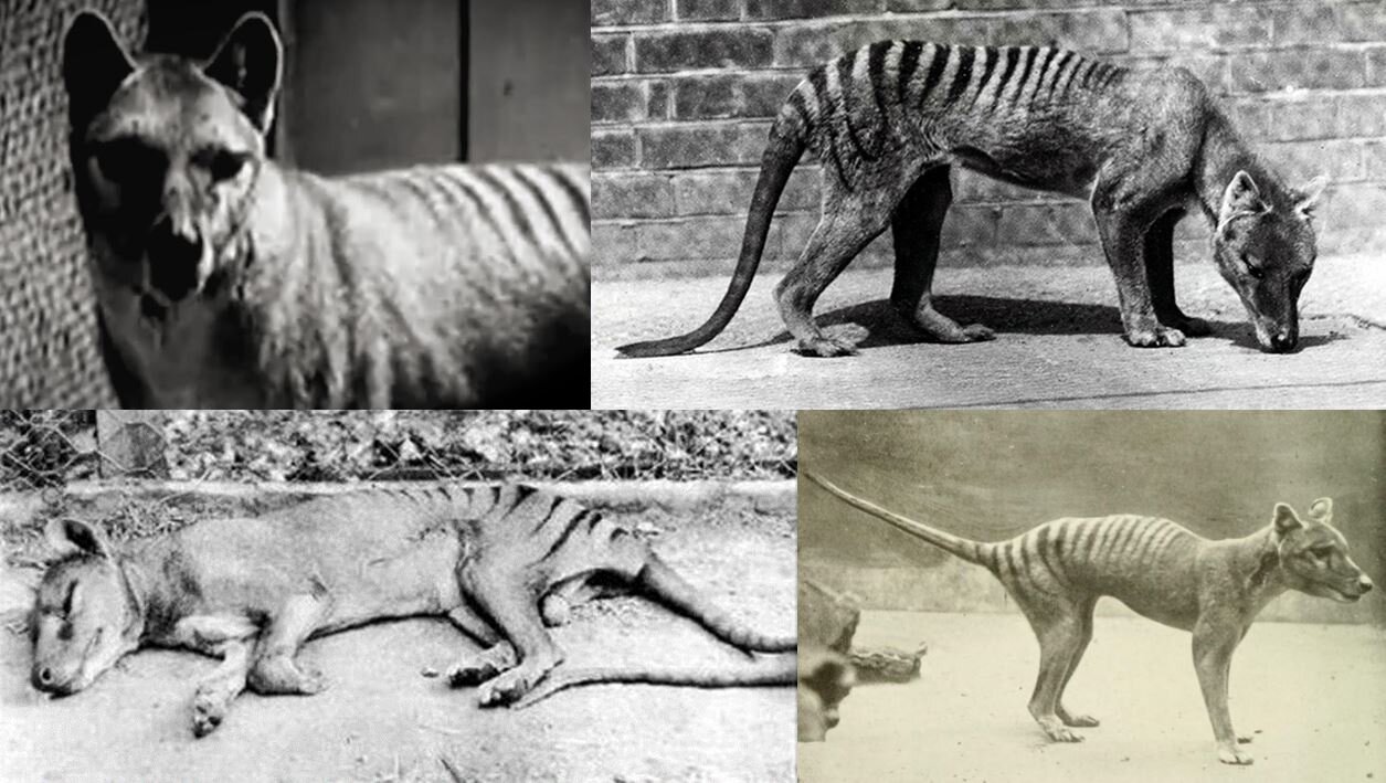 Thylacine, Size, Photo, Sightings, & Cloning